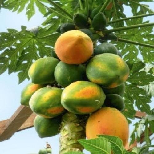 Papaya Seeds | Summer Fruits Seeds For Home Garden & Terrace